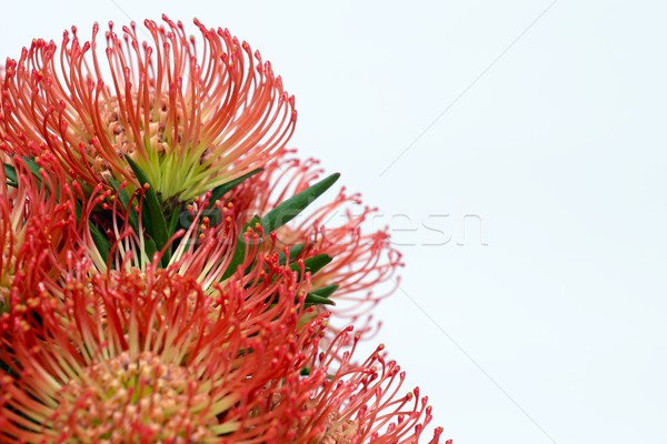 Piros virágok természet nyár Afrika növény Stock fotó © rabel