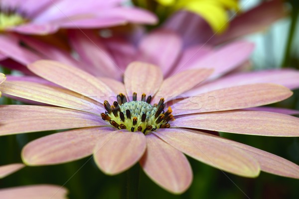 Giallo viola Daisy margherite fiore natura Foto d'archivio © rabel