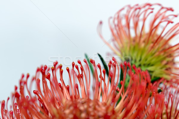 red protea flowers Stock photo © rabel