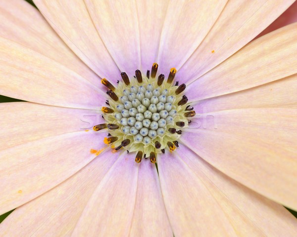 Daisy macro primavera abstract natura bellezza Foto d'archivio © rabel