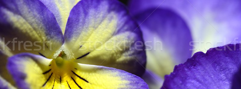 purple pansy Stock photo © rabel