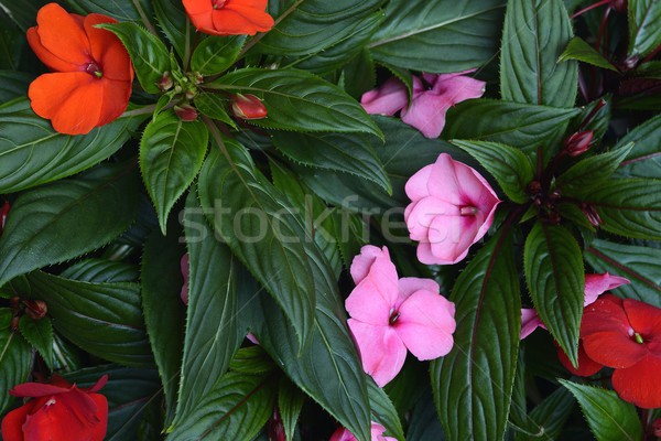 Piros rózsaszín virágok makró virág nyár Stock fotó © rabel