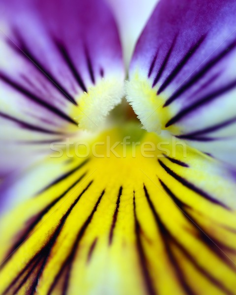 Floare macro lumina vară alb frumos Imagine de stoc © rabel