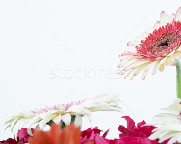Virág esküvő absztrakt terv kert nyár Stock fotó © rabel