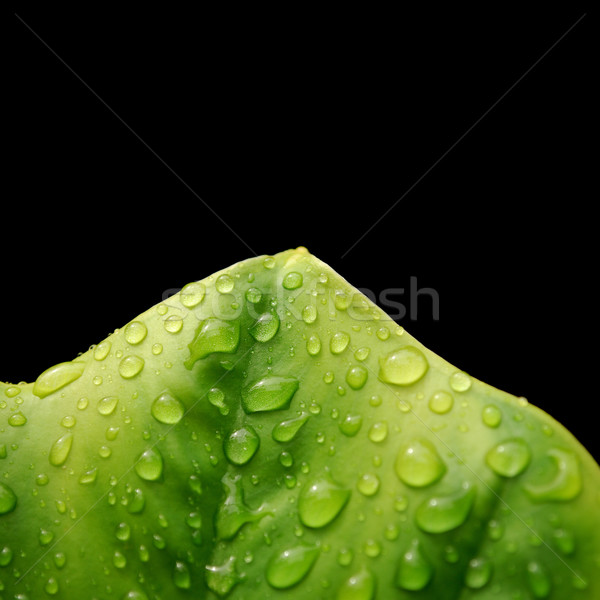 Gotas de agua hoja fondo verde wallpaper planta Foto stock © radoma