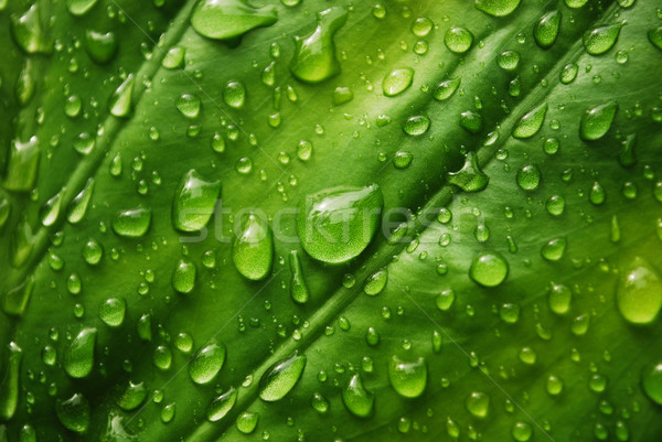 Picături de apă verde frunze natură verde tapet plantă Imagine de stoc © radoma