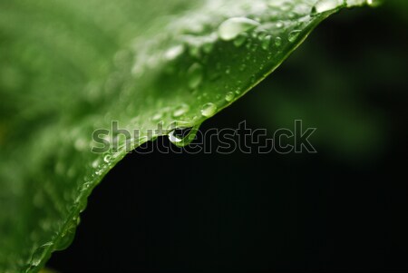 Gota de agua macro gotas de agua hoja fondo verde Foto stock © radoma