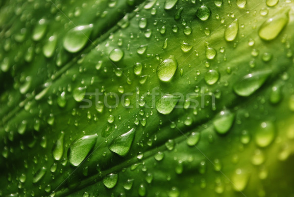 Сток-фото: капли · воды · зеленый · лист · природы · зеленый · обои · завода