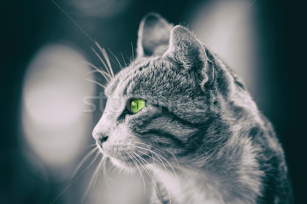 Pisica domestica profil portret faţă ochi natură Imagine de stoc © radub85