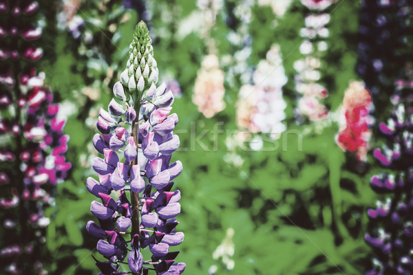 Purple And Pink Snapdragon Flowers In Spring Stock photo © radub85