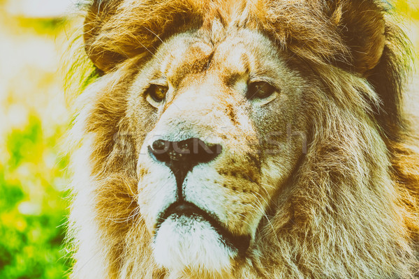 Wild Lion King Feline In Safari Portrait Stock photo © radub85