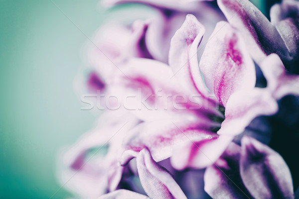 Common Dutch Garden Hyacinth (Hyacinthus Orientalis) Stock photo © radub85