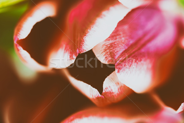 Czerwony wiosną tulipan charakter ogród piękna Zdjęcia stock © radub85