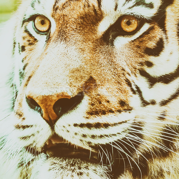 Młodych Tygrys portret twarz oczy Zdjęcia stock © radub85