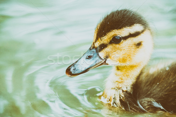Baby Duck Bird Swimming On Water Stock photo © radub85