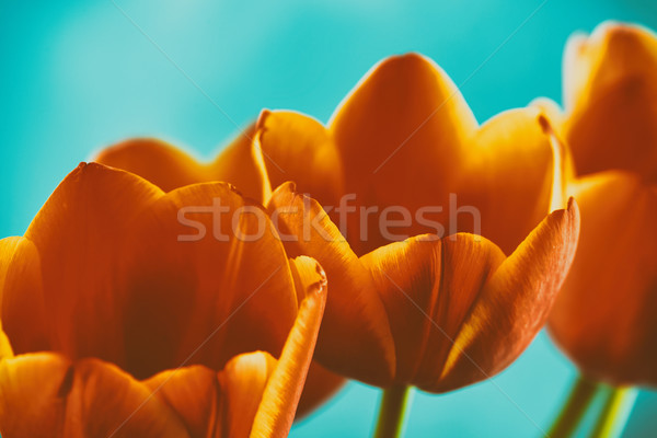 Rojo naranja tulipanes flores ramo jardín Foto stock © radub85