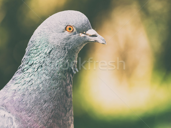 Paloma retrato naturaleza belleza aves verde Foto stock © radub85