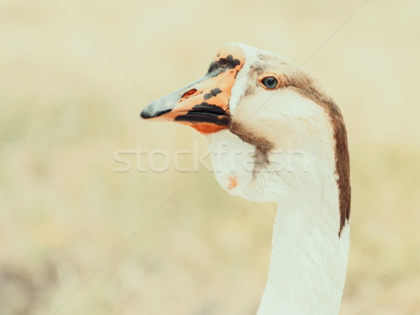 Domestic Farm Goose Portrait Stock photo © radub85
