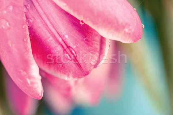 Retro filtrować wiosną mokro tulipany drewna Zdjęcia stock © radub85