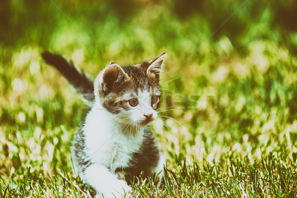Baby kot gry trawy oczy charakter Zdjęcia stock © radub85