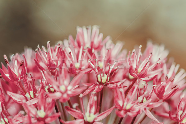 Allium Flowers Close Up Stock photo © radub85