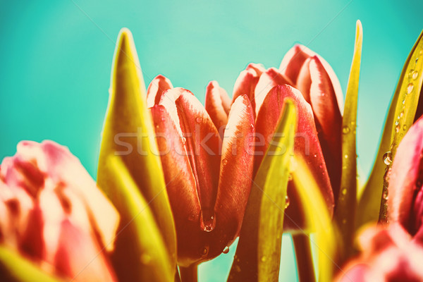 влажный розовый Tulip цветы ваза любви Сток-фото © radub85