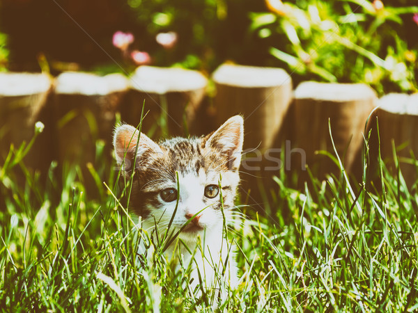 Baby kot gry trawy oczy charakter Zdjęcia stock © radub85