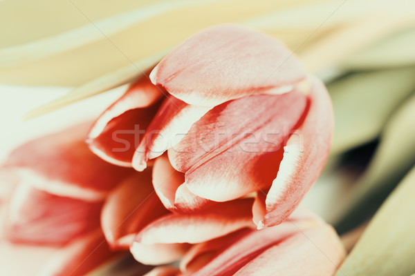 красный весны Tulip природы саду красоту Сток-фото © radub85