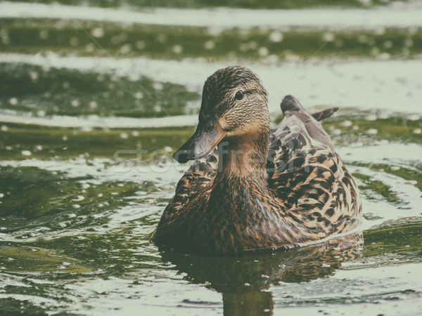 Wild Female Duck Swimming On Water Stock photo © radub85