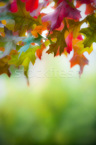[[stock_photo]]: Coloré · automne · érable · laisse