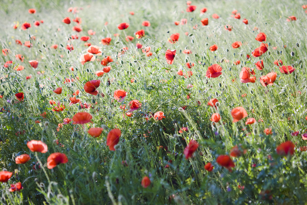 Foto stock: Vermelho · erva · daninha · papoula · verde · campo · primavera