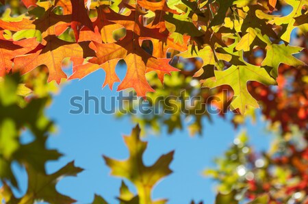 őszi levelek színes ősz juhar levelek közelkép Stock fotó © rafalstachura