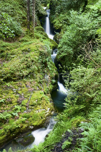 Flowing stream Stock photo © rafalstachura