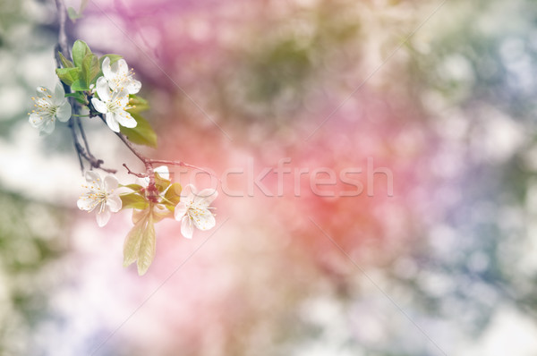Blumen schönen Blüte abstrakten seicht Baum Stock foto © rafalstachura