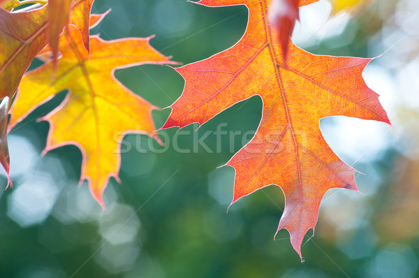 Sonbahar yaprakları renkli sonbahar akçaağaç yaprakları Stok fotoğraf © rafalstachura