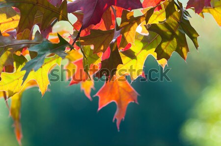 Autumn Leaves Stock photo © rafalstachura