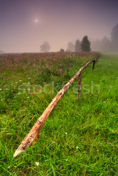 Groene weide dawn veld groen gras mistig Stockfoto © rafalstachura