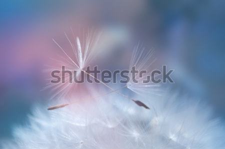 Dandelion nasion płytki kwiat streszczenie Zdjęcia stock © rafalstachura