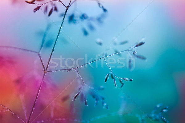 Sabah çiy çayır çiçek kapalı Stok fotoğraf © rafalstachura