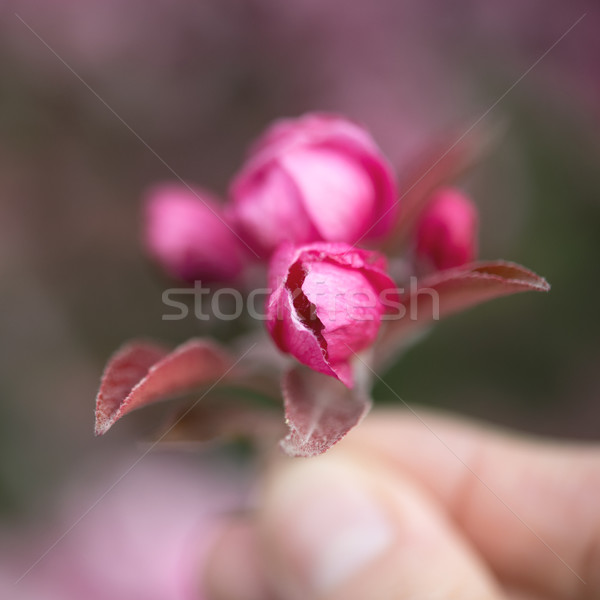 Hand holding pink cherry blossom flower background Stock photo © rafalstachura