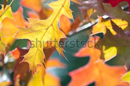 őszi levelek színes ősz juhar levelek közelkép Stock fotó © rafalstachura