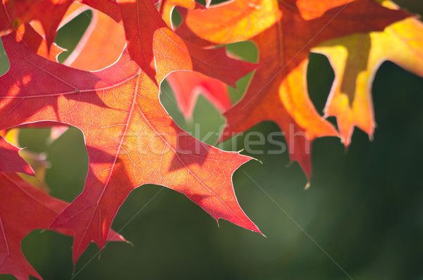 [[stock_photo]]: Coloré · automne · érable · laisse