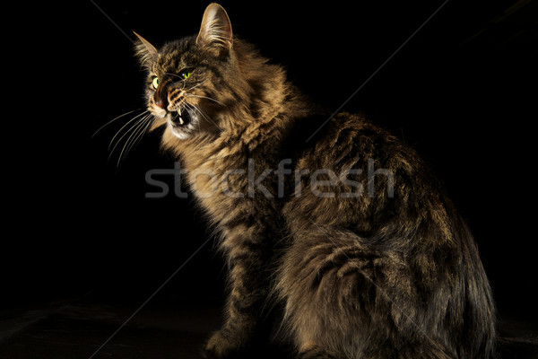 отношение сердиться кошки черный гнева эмоций Сток-фото © ralanscott