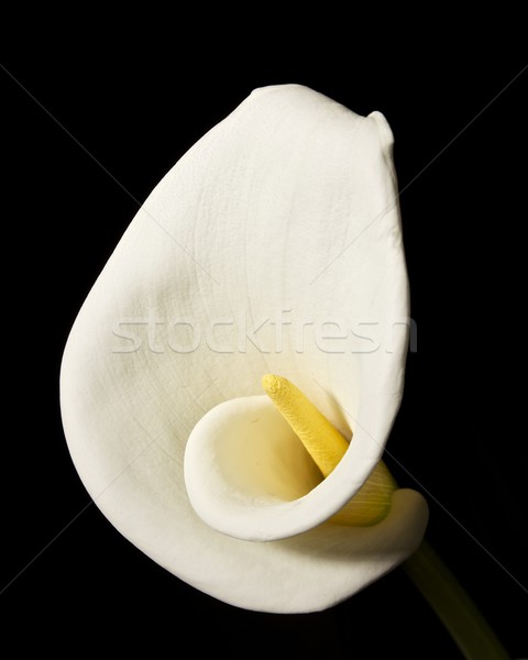 Crin floare izolat negru natură frumuseţe Imagine de stoc © ralanscott
