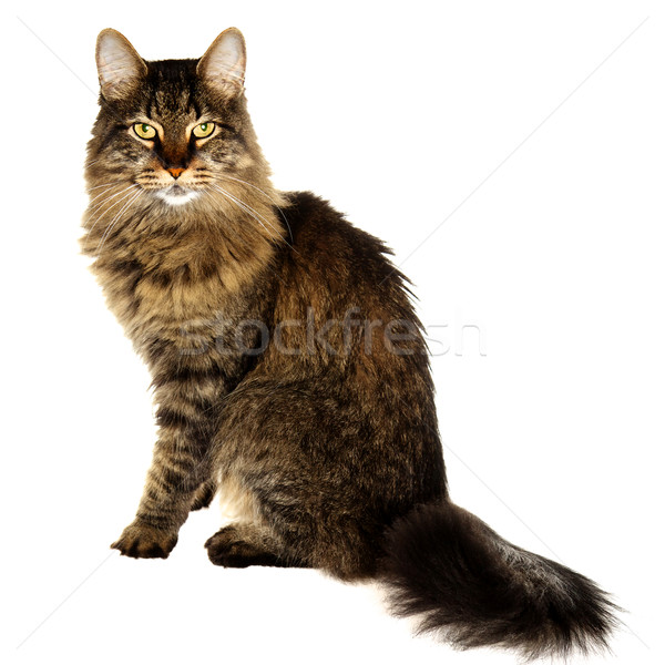 Regal Cat Stock photo © ralanscott