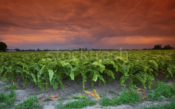 Tobacco is the Enemy Stock photo © ralanscott