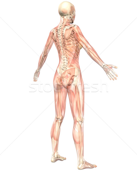 Femeie muscular anatomie transparent vedere din spate ilustrare Imagine de stoc © RandallReedPhoto