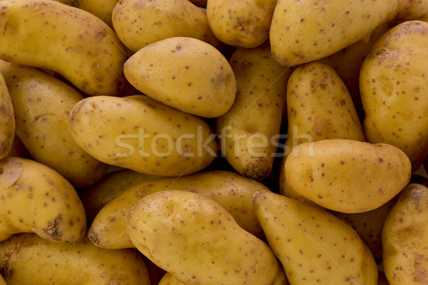 Fingerling Potatoes Stock photo © raptorcaptor