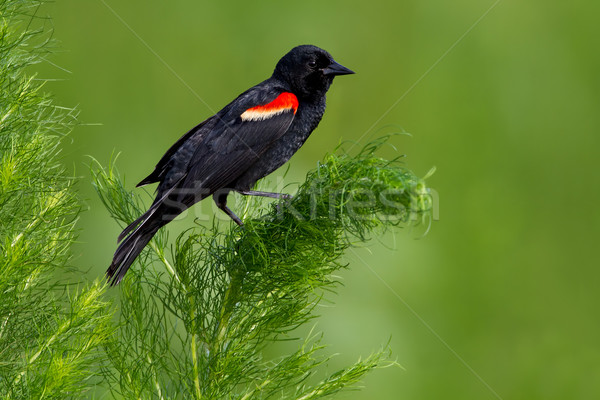 Amsel Erwachsenen männlich grünen Stock foto © raptorcaptor