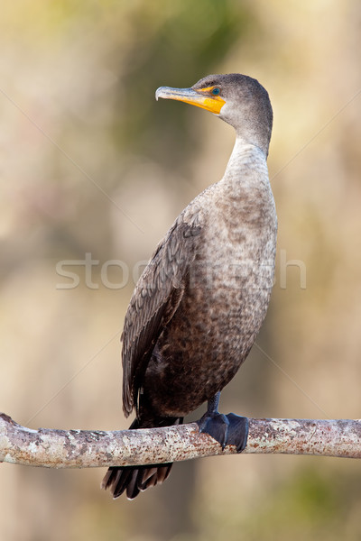 Double-crested Cormorant (Phalacrocorax auritus) Stock photo © raptorcaptor
